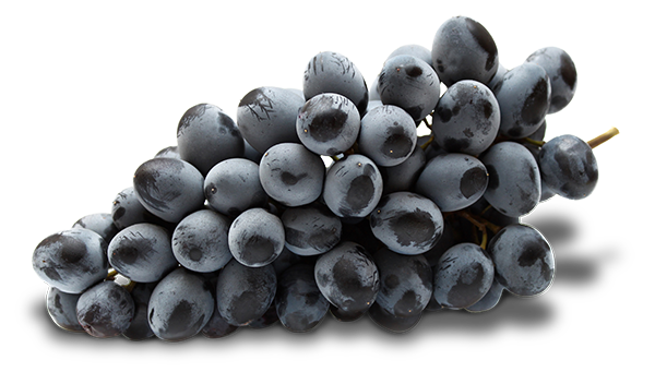 A kékfrankos szőlő